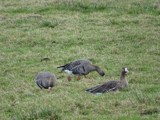 五人足球以 五人足球以
