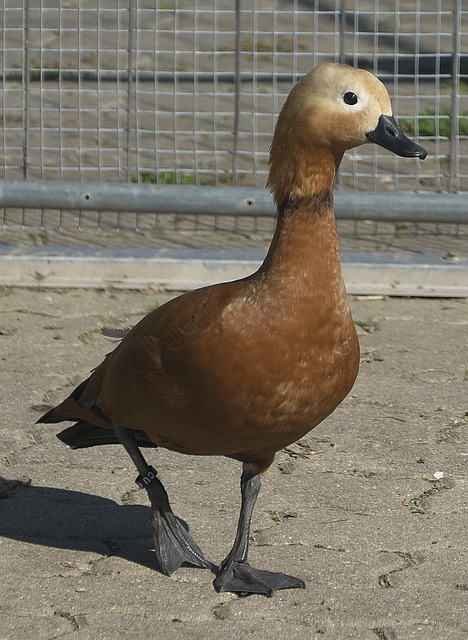 弈复杂